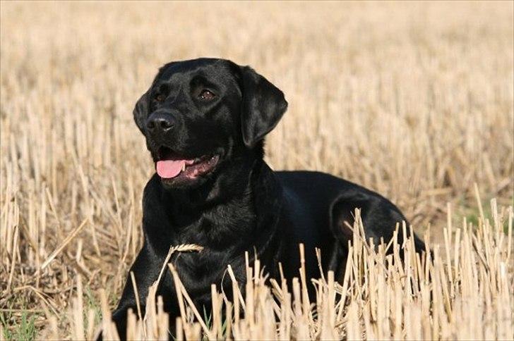 Labrador retriever Freya billede 2