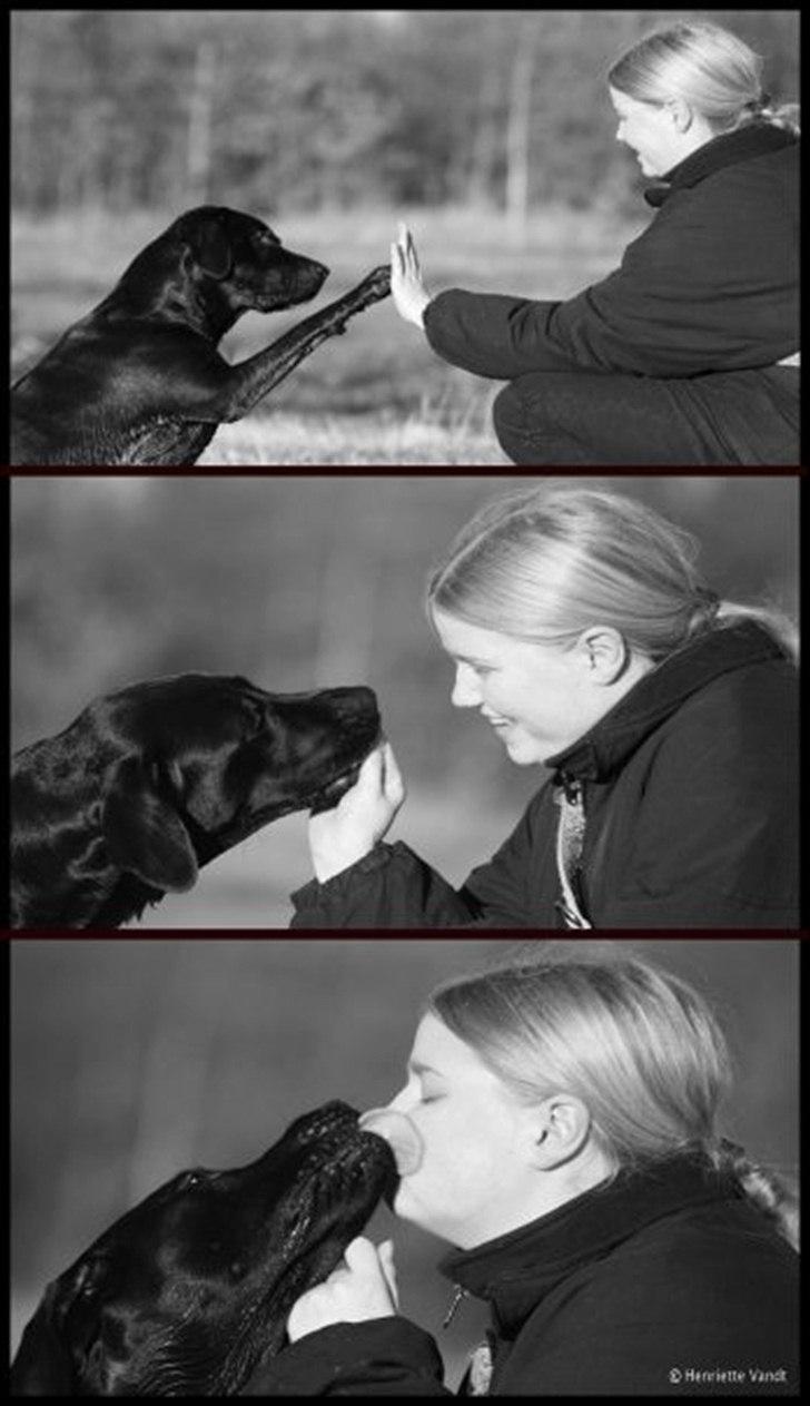 Labrador retriever Freya billede 3