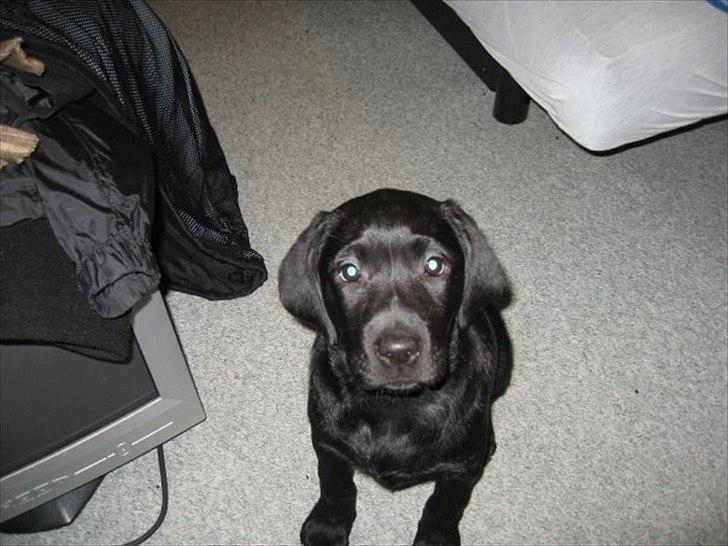 Labrador retriever Freya billede 4