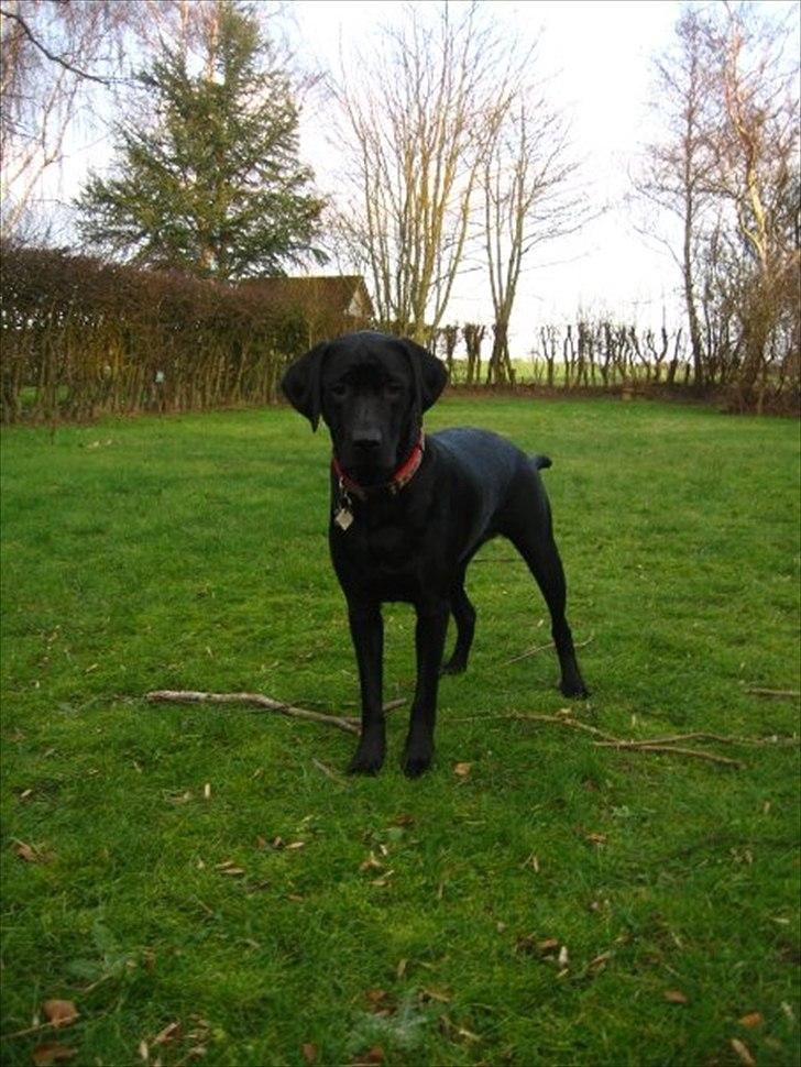 Labrador retriever Freya billede 5
