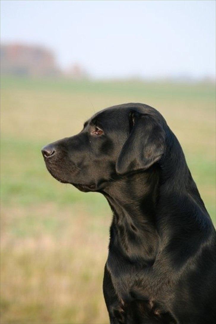 Labrador retriever Freya billede 6