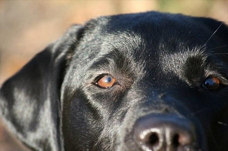 Labrador retriever Freya billede 7