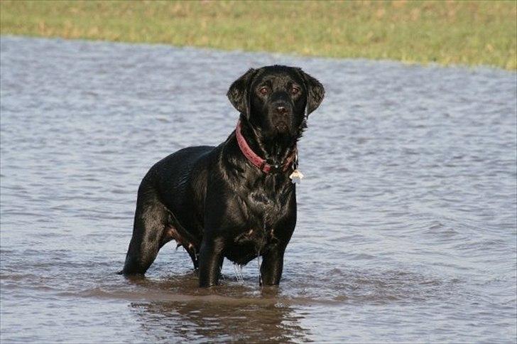 Labrador retriever Freya billede 8