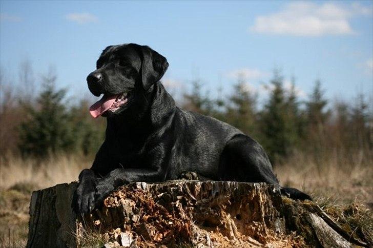 Labrador retriever Freya billede 9