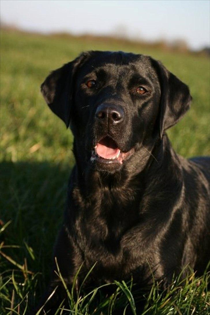 Labrador retriever Freya billede 10