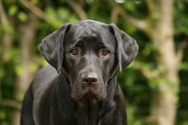 Labrador retriever Freya billede 11