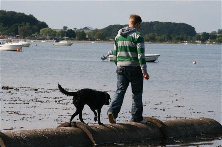 Labrador retriever Freya billede 12