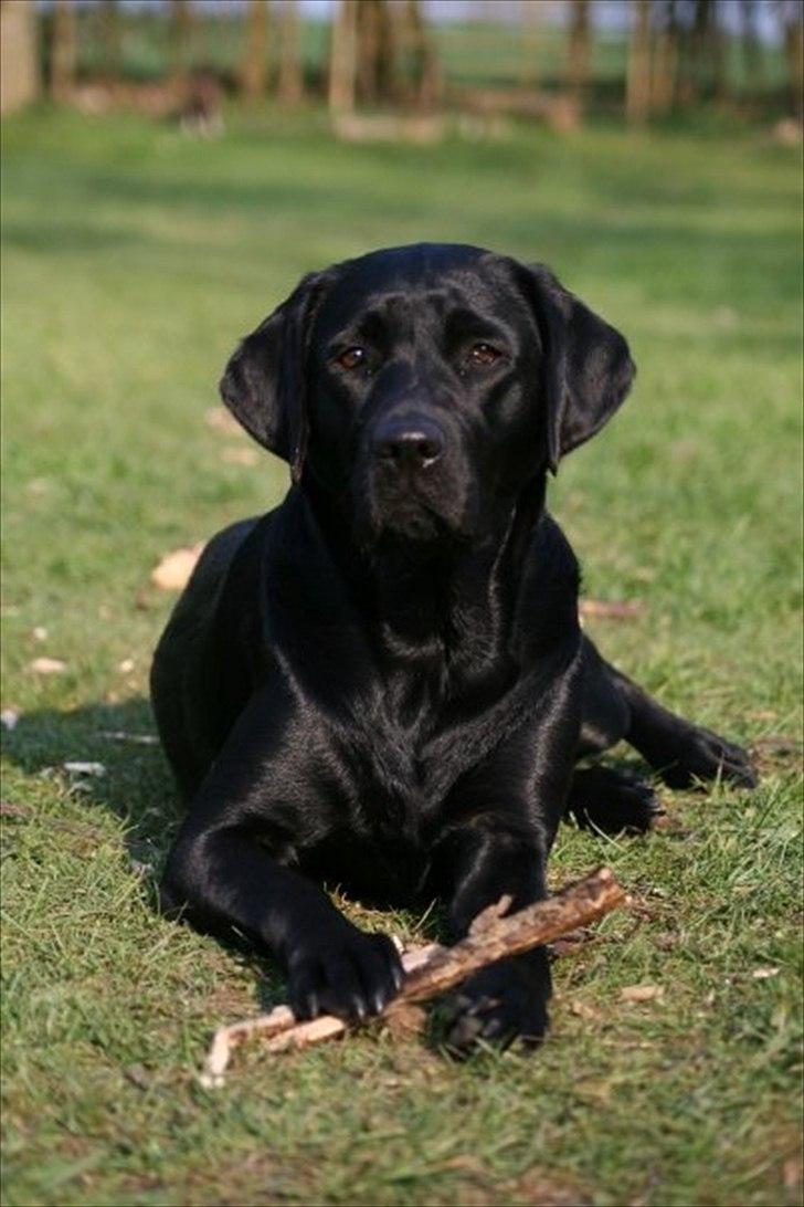Labrador retriever Freya billede 13