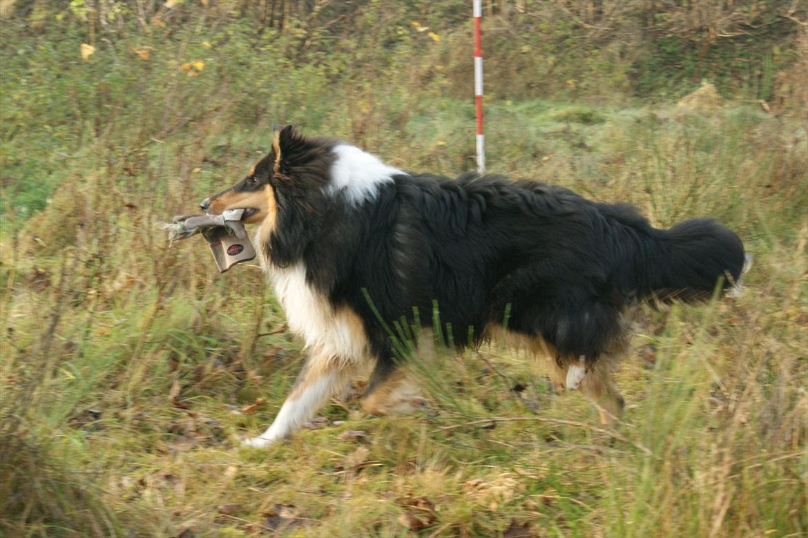 Collie langhåret Zantos - Feltsøg. Zantos er 8 mdr billede 12