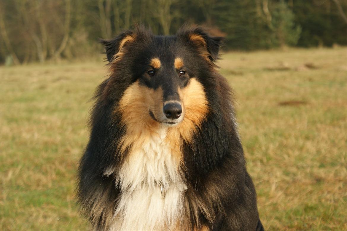 Collie langhåret Zantos - 8 mdr gammel billede 5