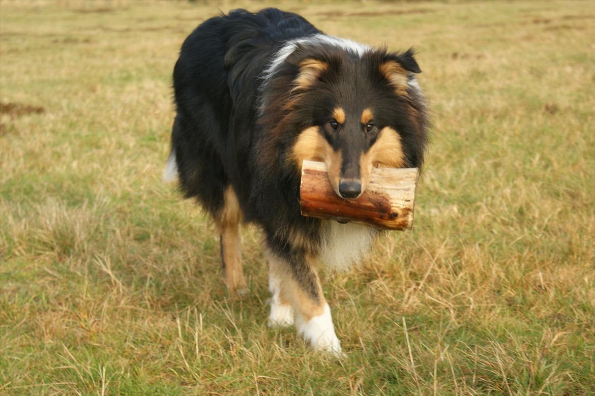 Collie langhåret Zantos - Æææælsker træ :-)
8 mdr gammel billede 6