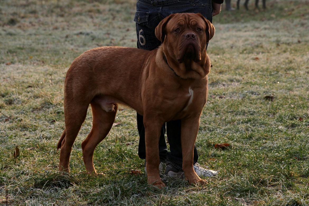 Dogue de bordeaux Estephé's Cookies N' Cream Chesto - 9 måneder billede 3