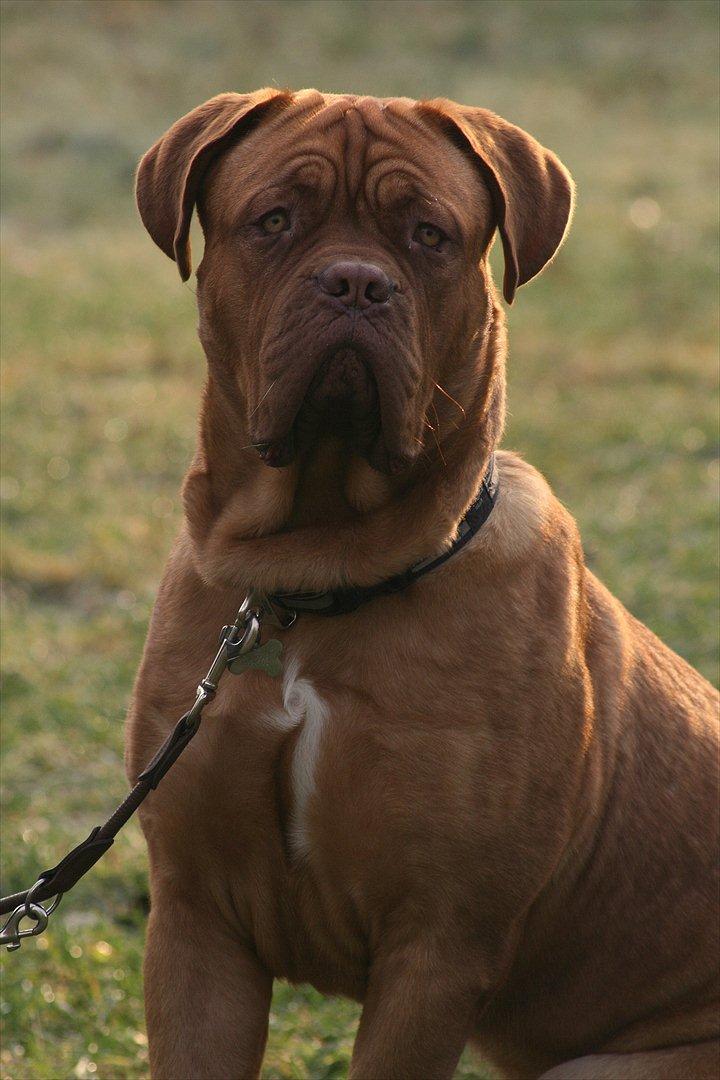 Dogue de bordeaux Estephé's Cookies N' Cream Chesto - 9 måneder billede 12