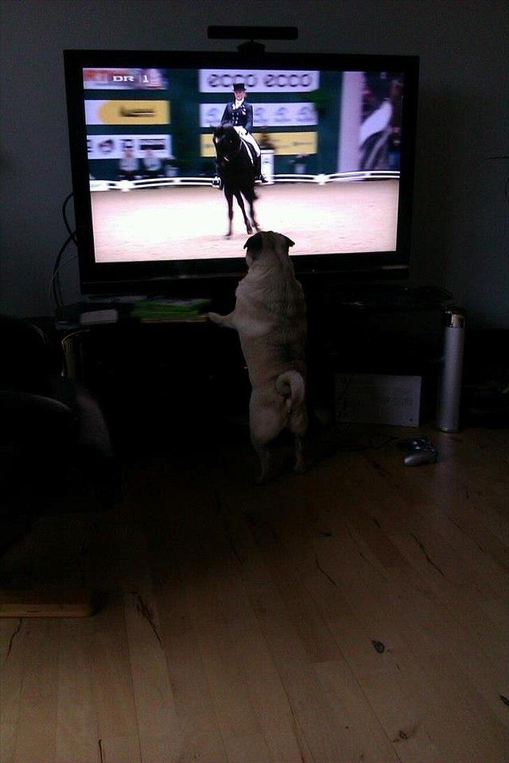 Mops - Danita's Ditte  billede 20