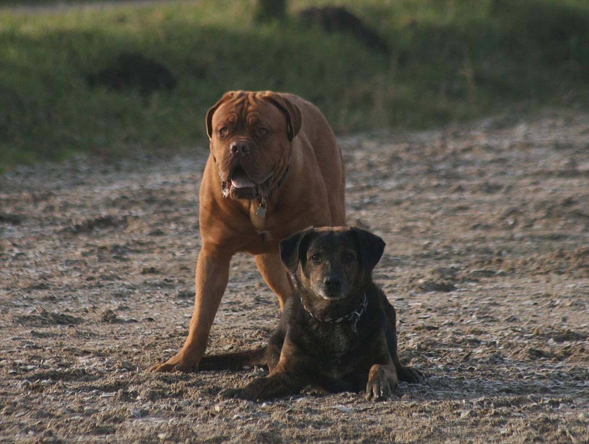 Dogue de bordeaux Estephé's Cookies N' Cream Chesto - 9 måneder billede 10