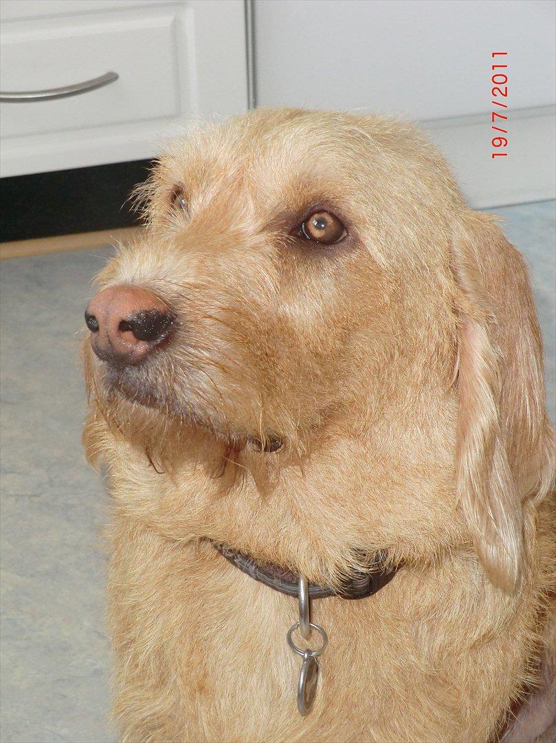 Basset fauve de bretagne Luffe billede 20