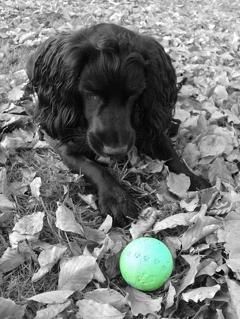 Field Trial Cockerspaniel Audi - Jeg måtte lige lege lidt med billedredigering... billede 18