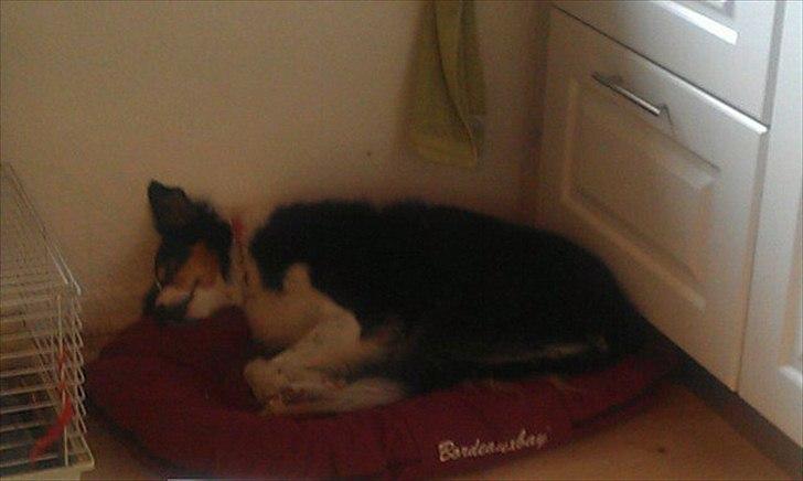 Border collie Jill - Jill sover. billede 3