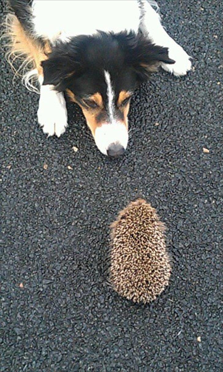 Border collie Jill - Jill fandt et lille pindsvin (: billede 2