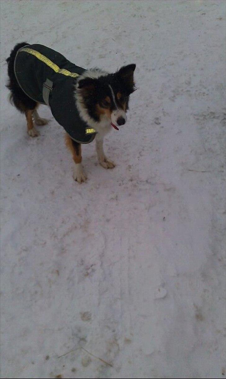 Border collie Jill billede 4