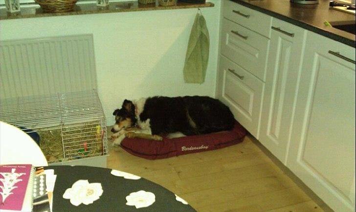 Border collie Jill billede 5