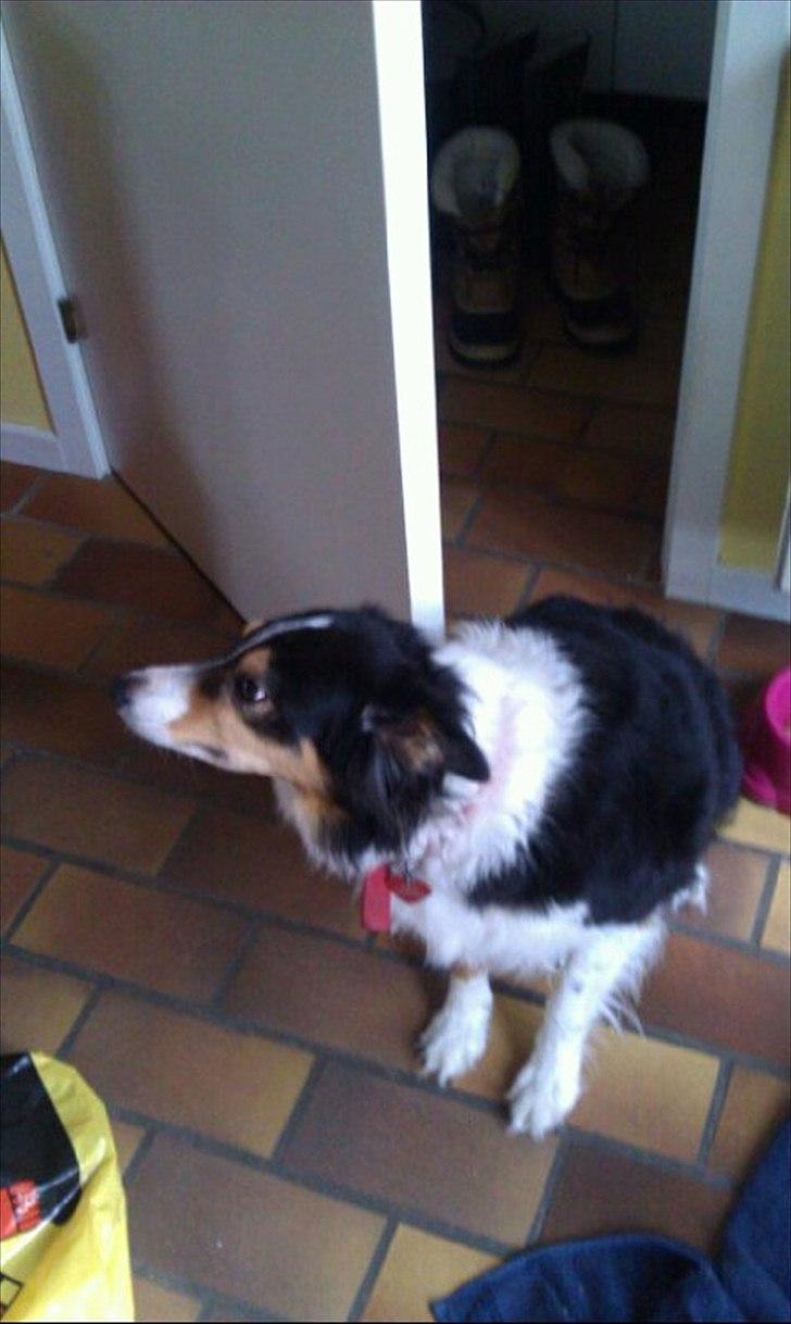 Border collie Jill billede 6