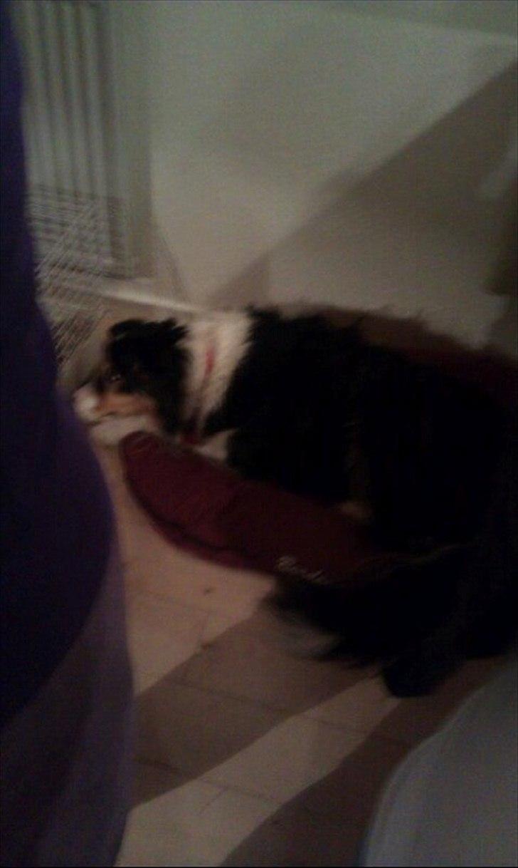 Border collie Jill billede 7