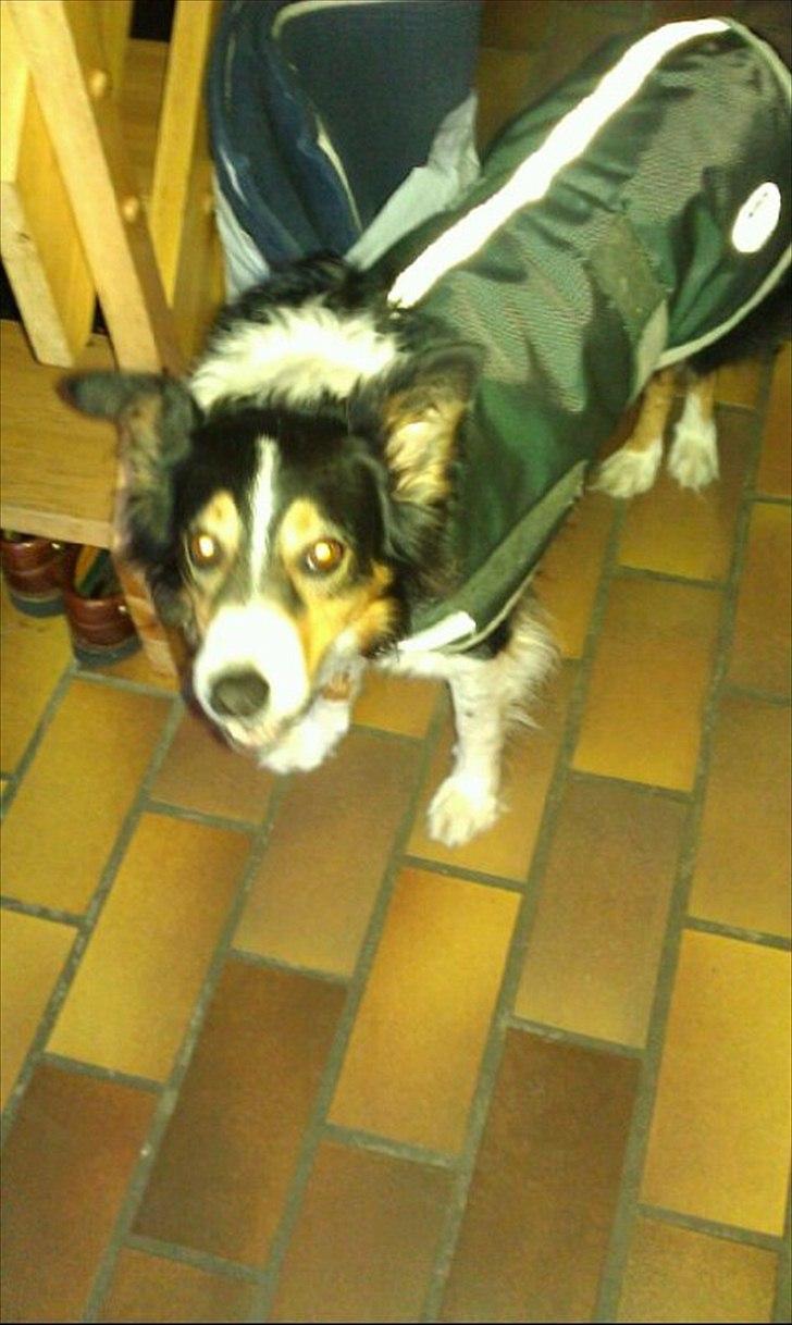 Border collie Jill billede 8