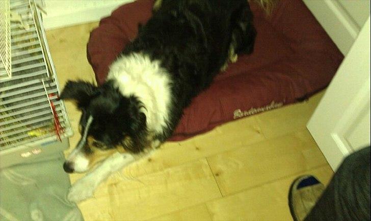 Border collie Jill billede 9