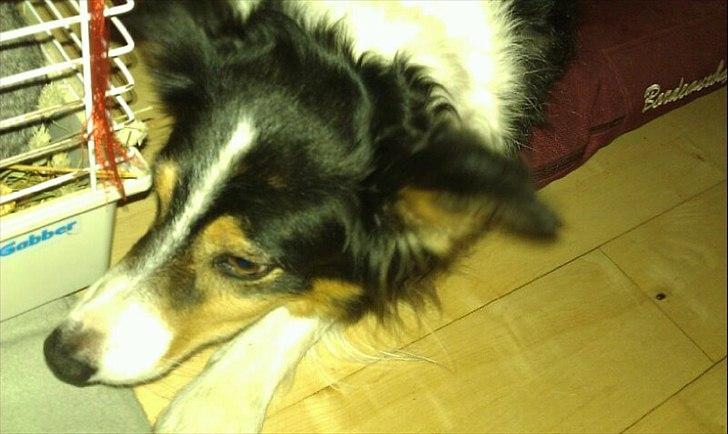 Border collie Jill billede 10