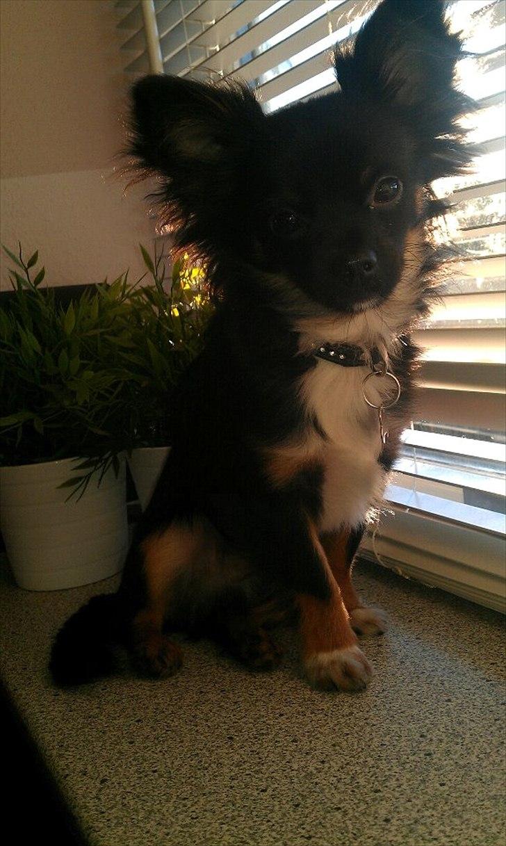 Chihuahua Chano - Chano synes det er skønt at side i viduskarmen :) billede 1