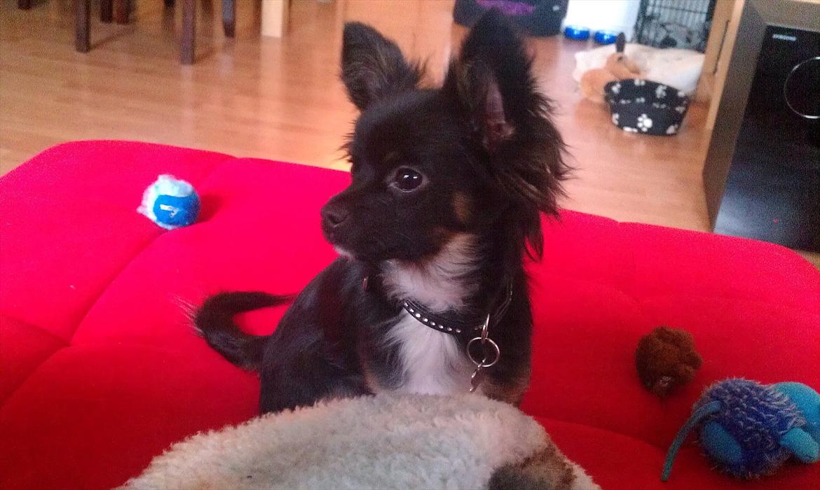 Chihuahua Chano billede 4