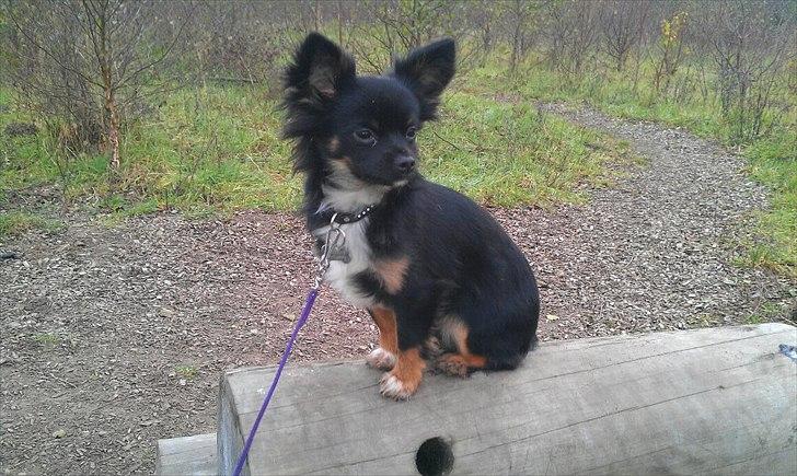 Chihuahua Chano billede 8