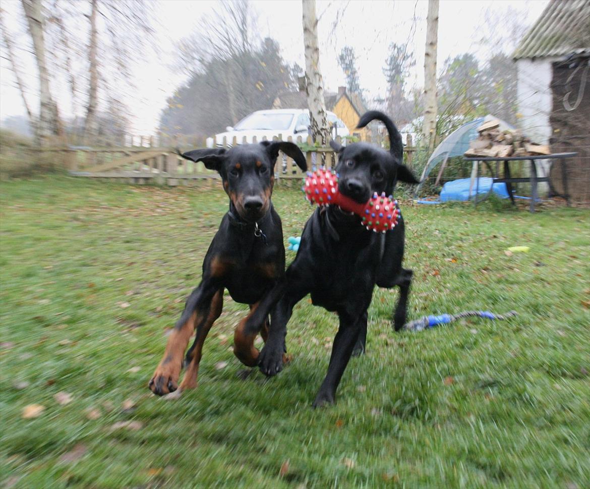 Dobermann Calle - nyt 22 uger billede 3