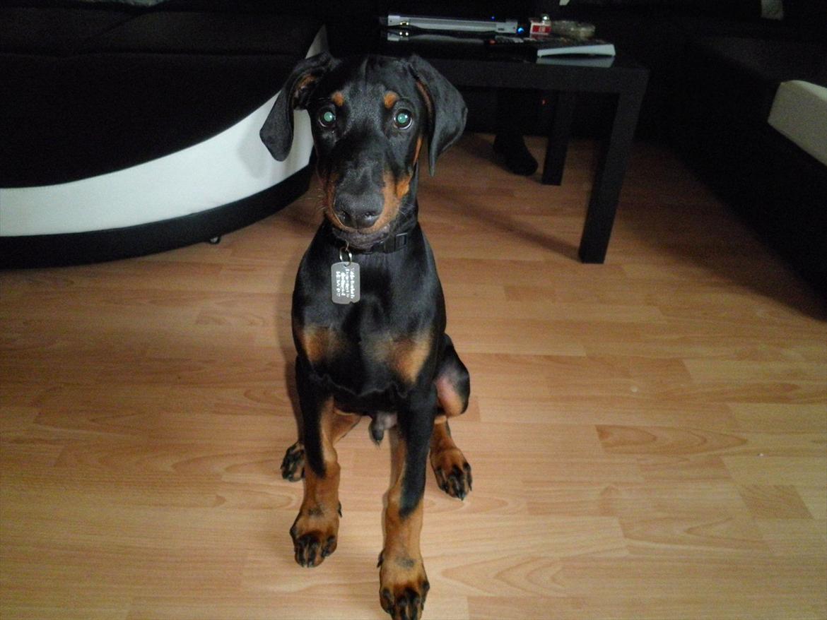 Dobermann Proud Danish Damian (Simba) - Ca. 4 måneder billede 15