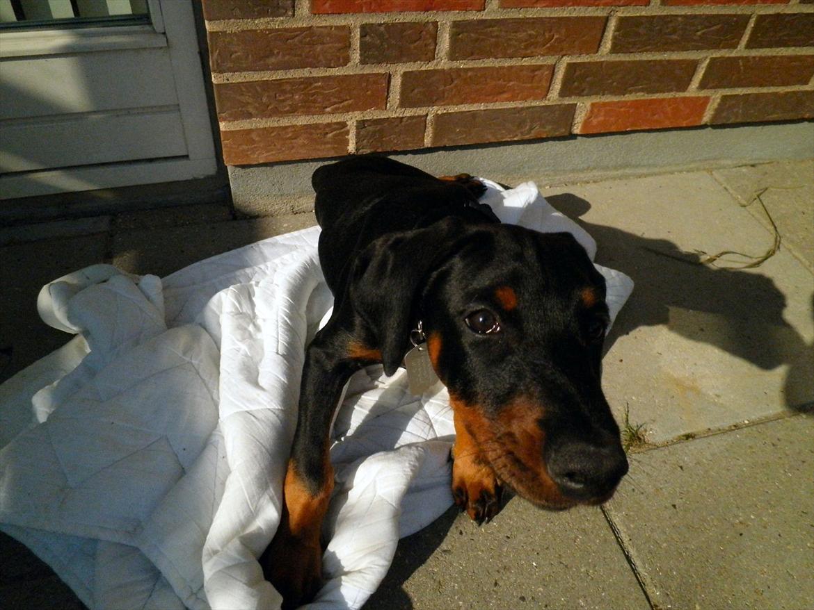 Dobermann Proud Danish Damian (Simba) - Ca. 4 måneder billede 16
