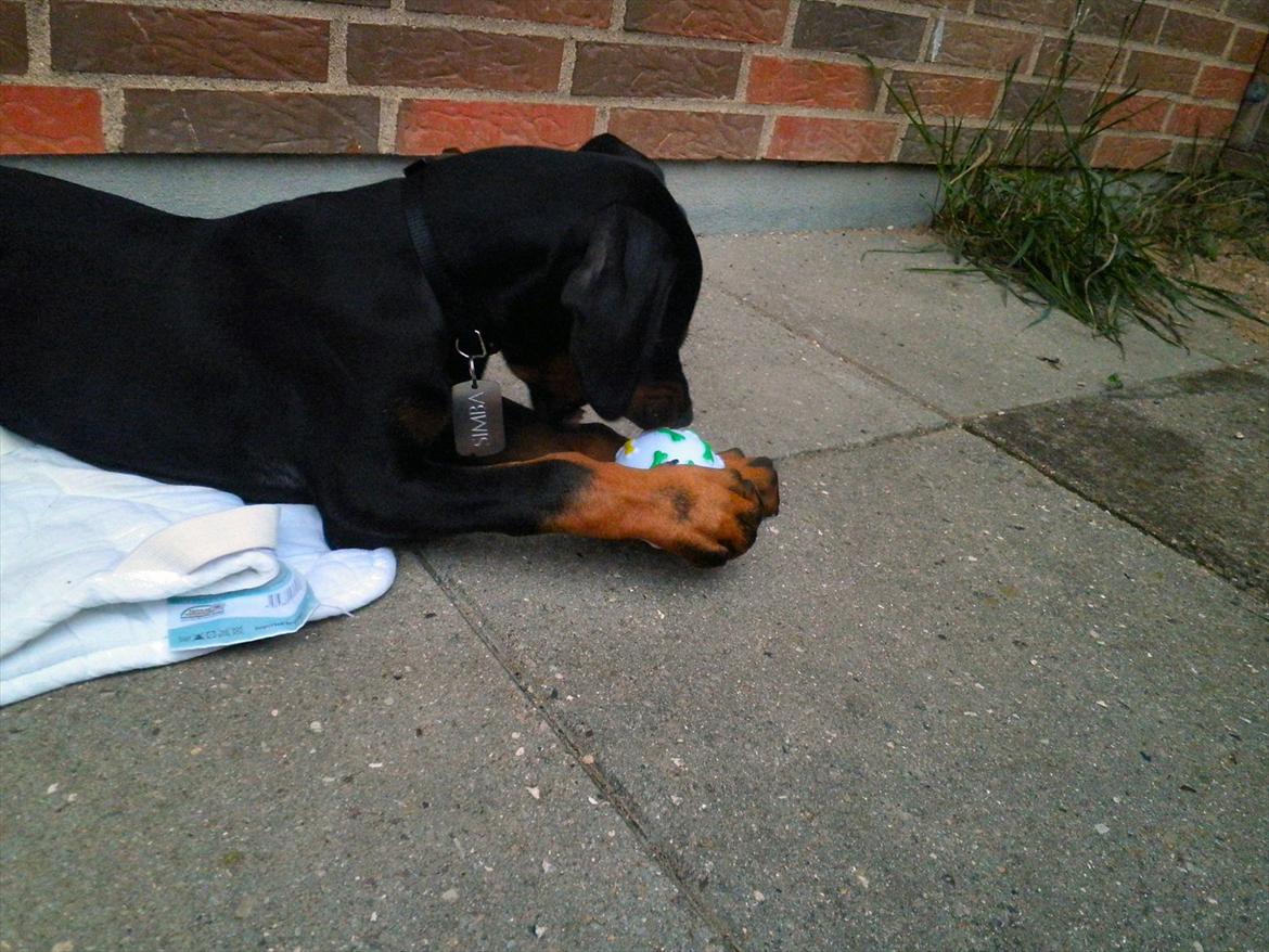 Dobermann Proud Danish Damian (Simba) - Ca. 4 måneder billede 17