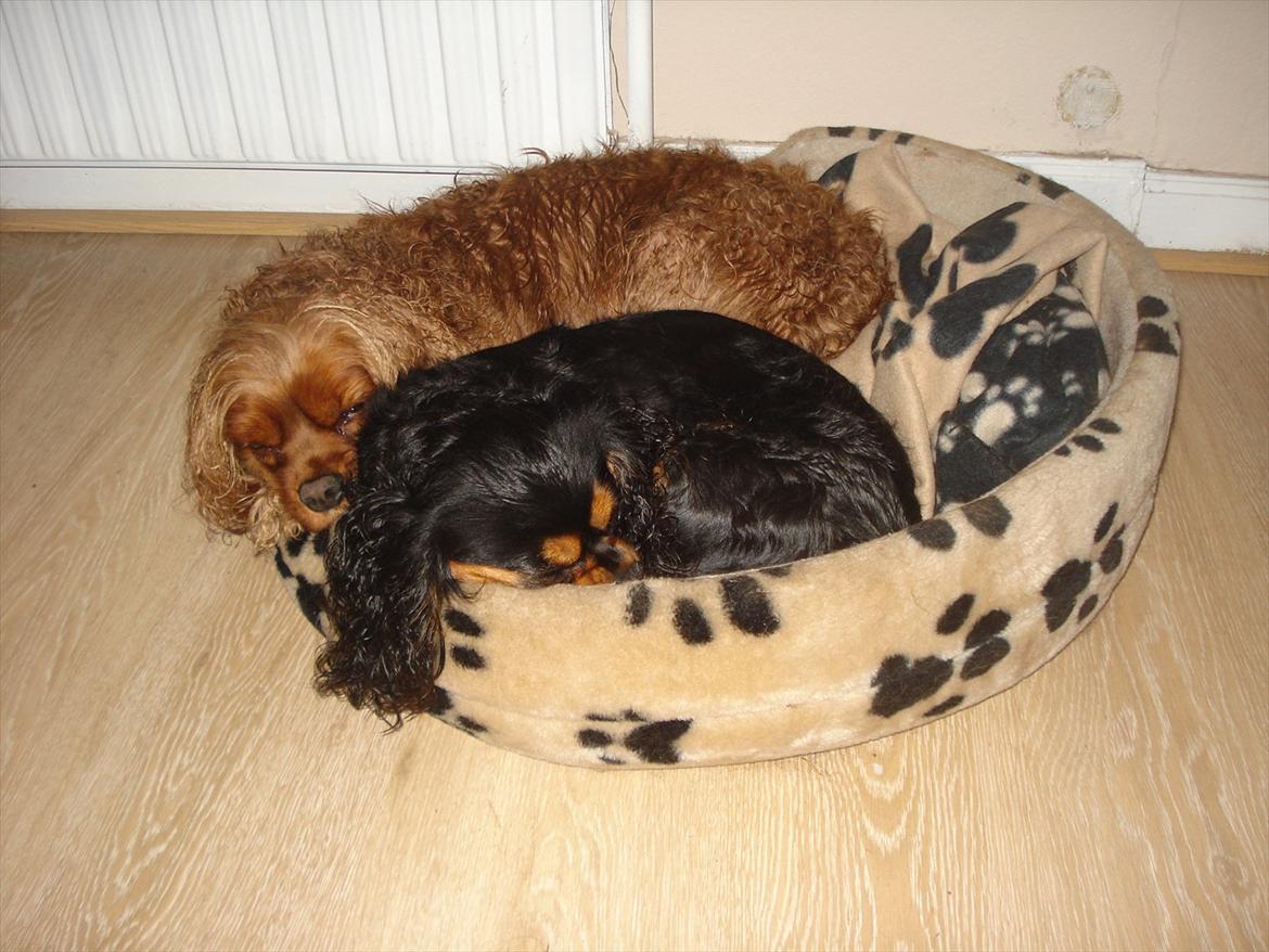 Cavalier king charles spaniel Luna billede 6