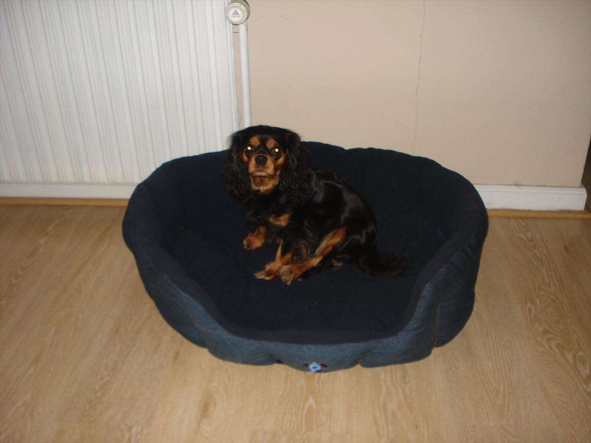 Cavalier king charles spaniel Luna billede 7