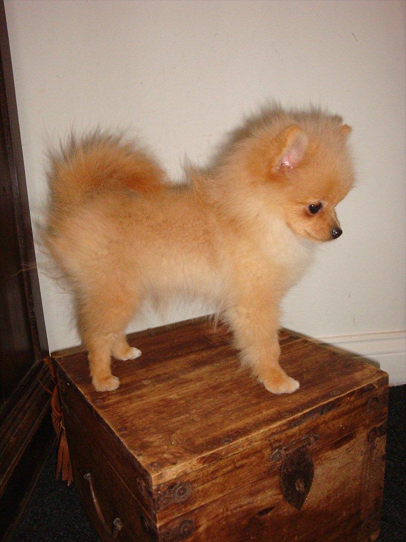 Pomeranian Malekits Lily Lola - Lily 5 mdr. billede 2