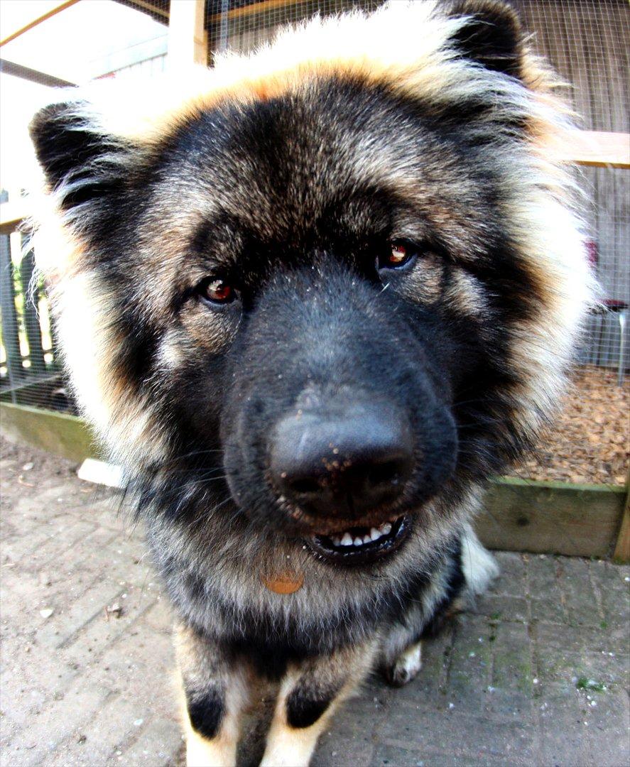 Eurasier Casa Kallisto's Bacchus - "Baktus" - 10 måneder. Set gennem fiskeøje :o) billede 5