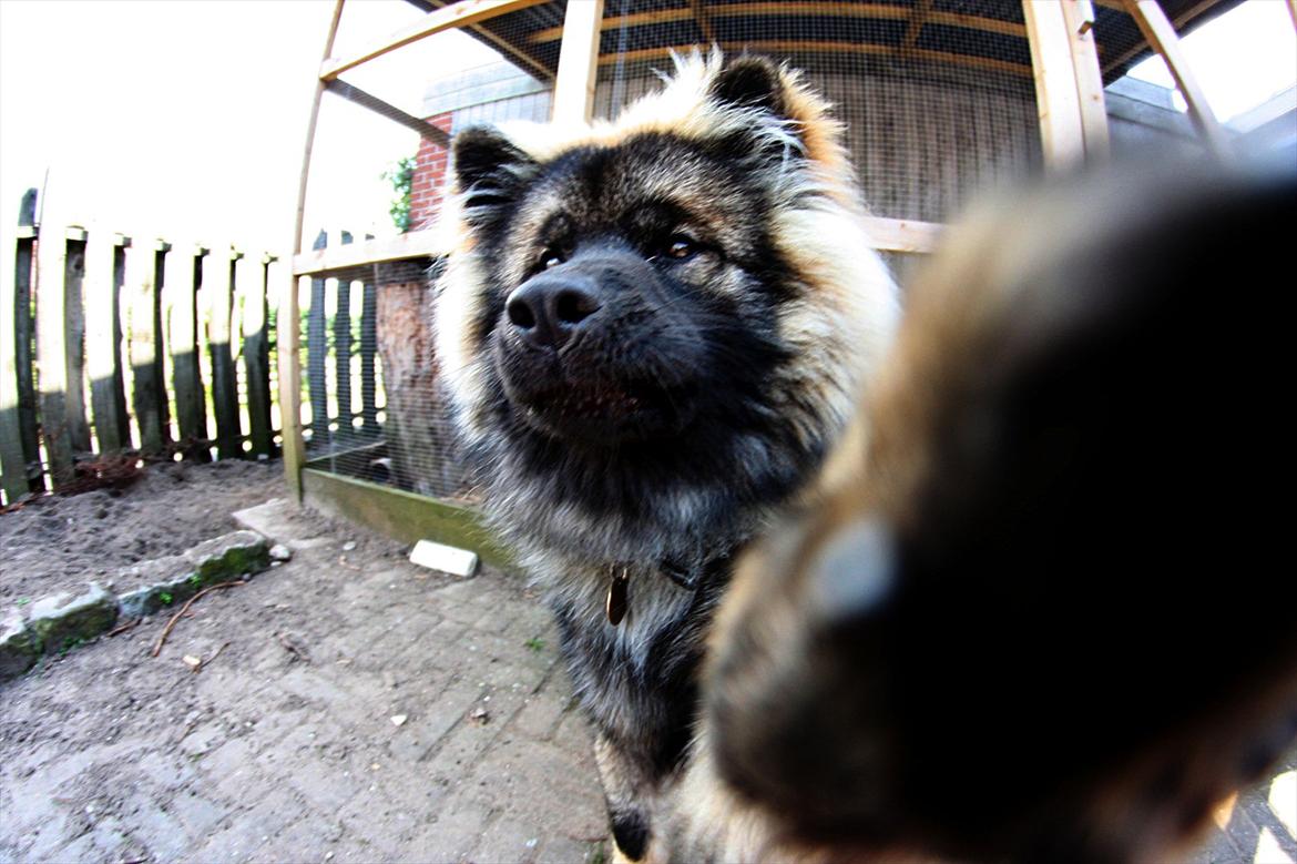 Eurasier Casa Kallisto's Bacchus - "Baktus" - 10 måneder. Set gennem fiskeøje.. Potedask til objektivet :o) billede 6