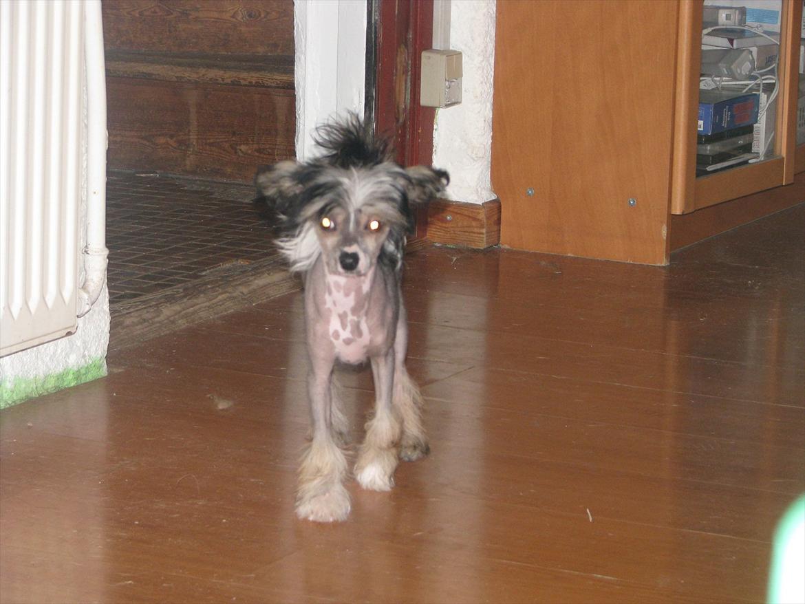 Chinese crested hårløs Holly billede 10
