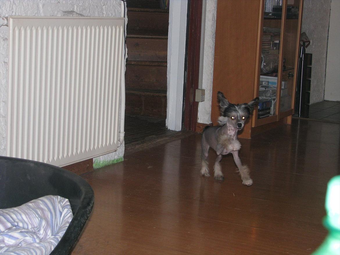 Chinese crested hårløs Holly billede 11