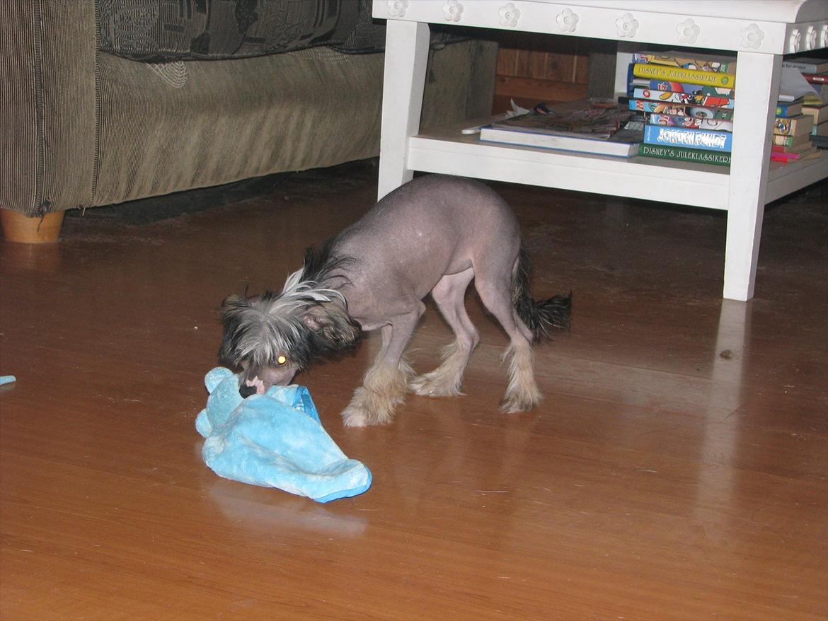 Chinese crested hårløs Holly billede 12