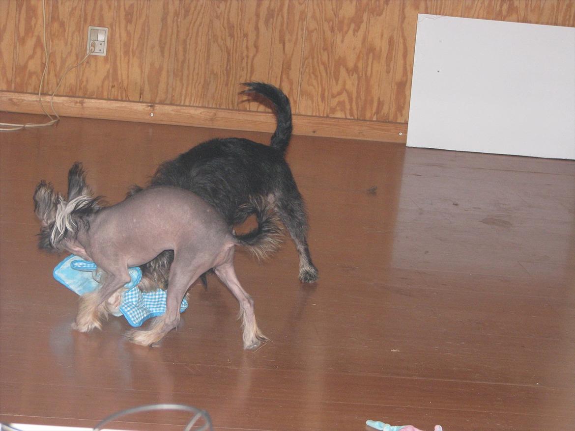 Chinese crested hårløs Holly billede 13