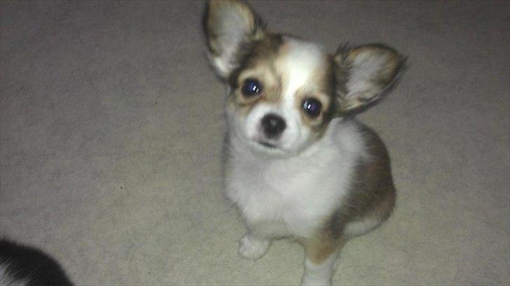 Chihuahua bella billede 1