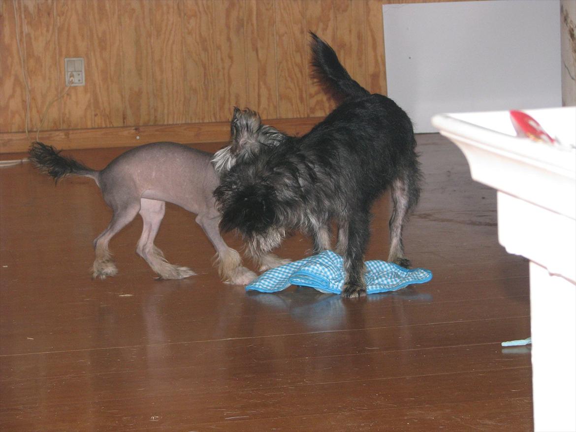 Chinese crested hårløs Holly billede 14