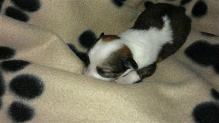 Chihuahua bella billede 2