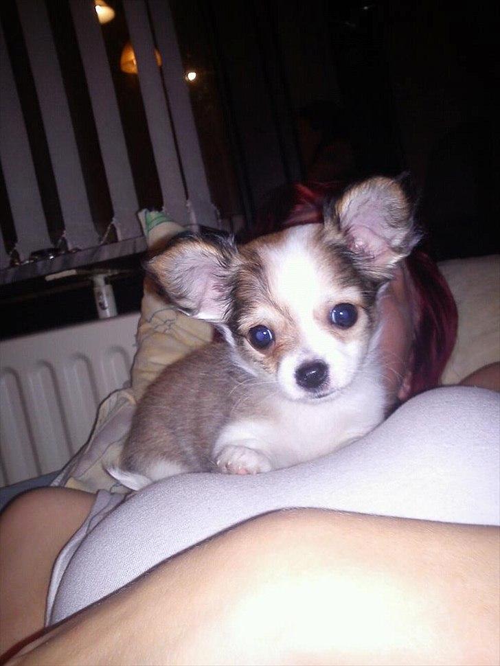 Chihuahua bella billede 3